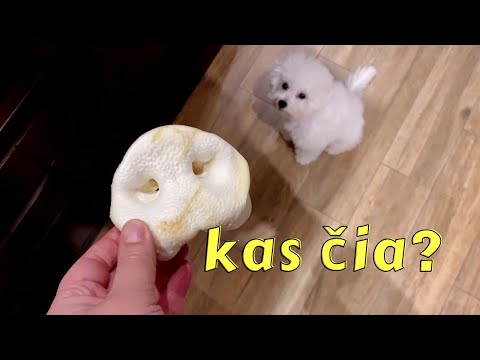 Video: Kada buvo parašytas mažas šuniukas?