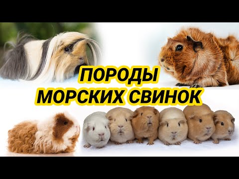 Видео: Идеи названия морской свинки