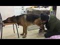 2year old german shepherd rambo tried on dog booties