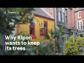 Backlash over plans to chop down 11 trees in ripon