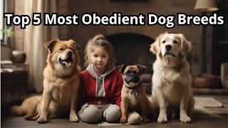 Top 5 Most Obedient Dog Breeds