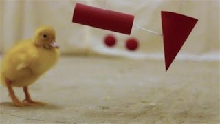 Ducklings May Be Smarter Than We Think