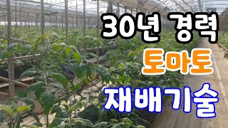 30년 경력 토마토 재배기술! 시설이 좋아야 품질이 좋은건 아니다 7천평 재배 농가