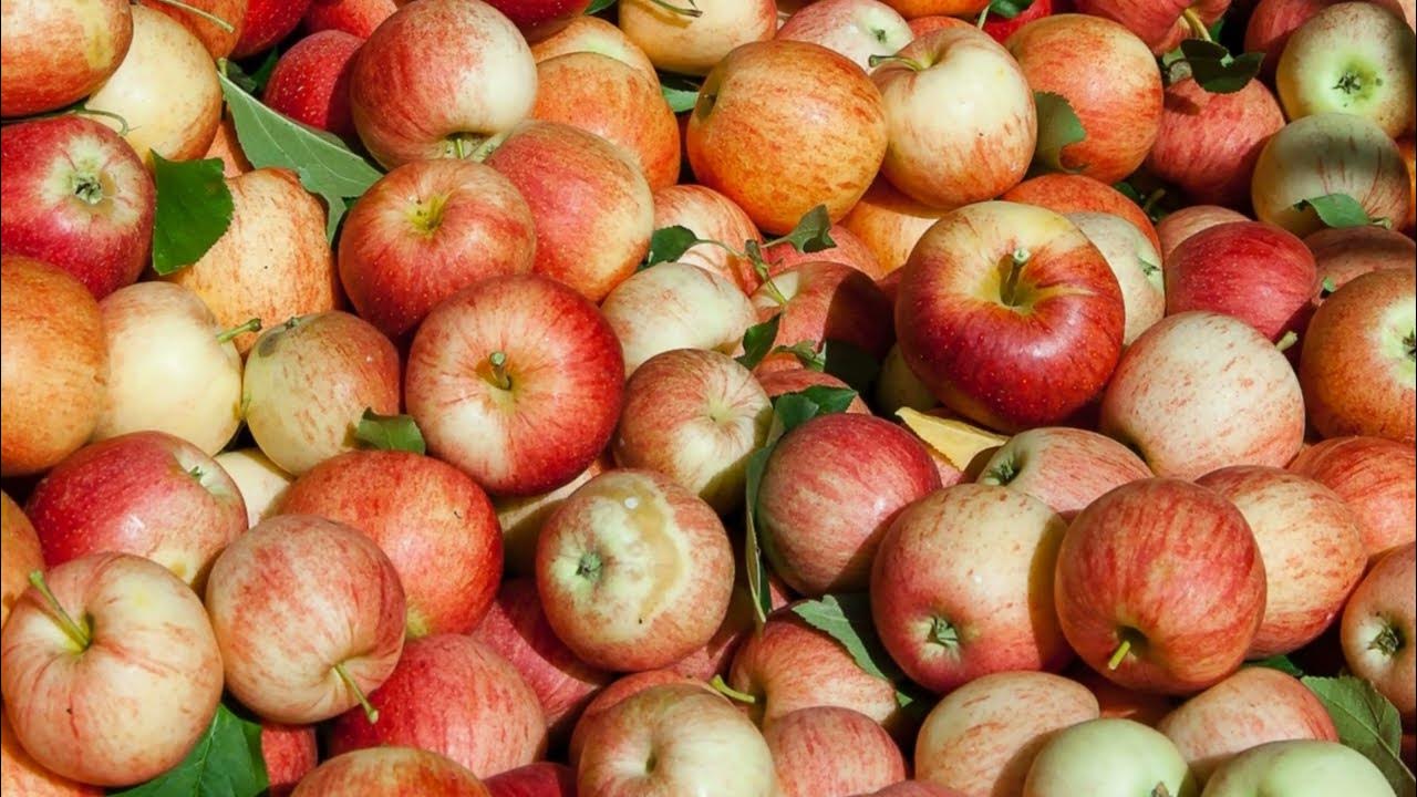 Яблоко 10 минут. 10 Яблок. Переработка яблок. Что лишнее яблоко. Фото jpeg яблоки ассорти.