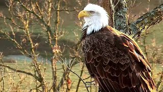 Decorah North Nest~Mr North is on the left Both leave the area!~2021\/12\/01