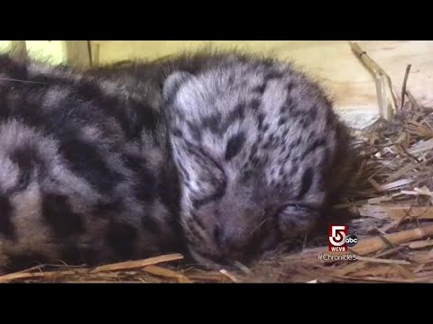 Snow leopard cubs bring joy to Stone Zoo visitors