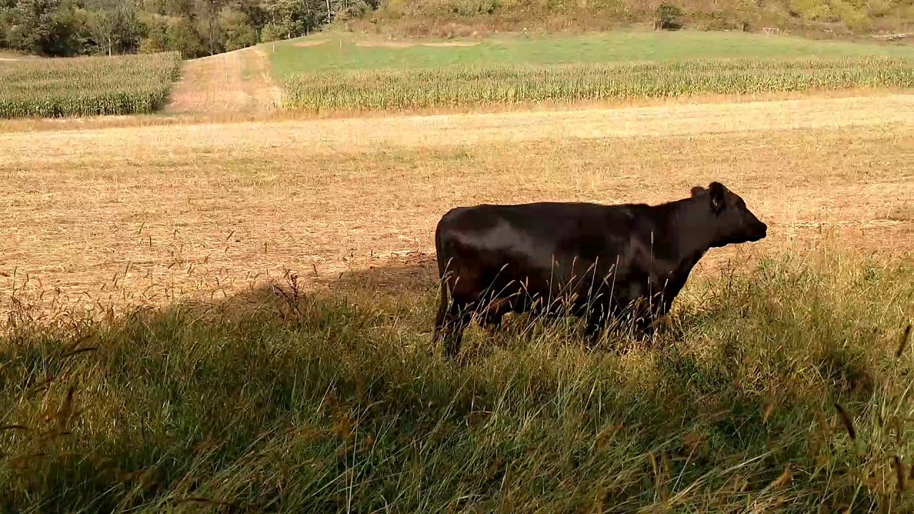 Peaceful night watching cows graze YouTube
