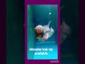 monster kok vip available #ytshorts #trendingshorts #flowerhorn vip #oldies #coversong #ym