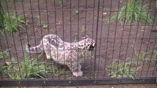 ジャンプで降りるユキヒョウの赤ちゃん~Snow Leopard's Baby jump!