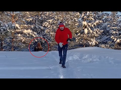 Вологжанин смог убежать от разгневанного зубра в лесу