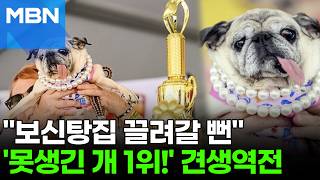 Pug Saved from Slaughterhouse in Korea Proudly Takes 1st Place at US Contest Folk News