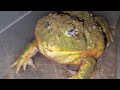 Big bullfrog eats 2 hamsters  warning live feeding