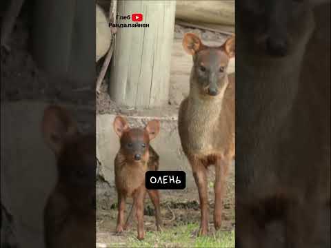 Пуду 🦌 Самый Маленький Олень