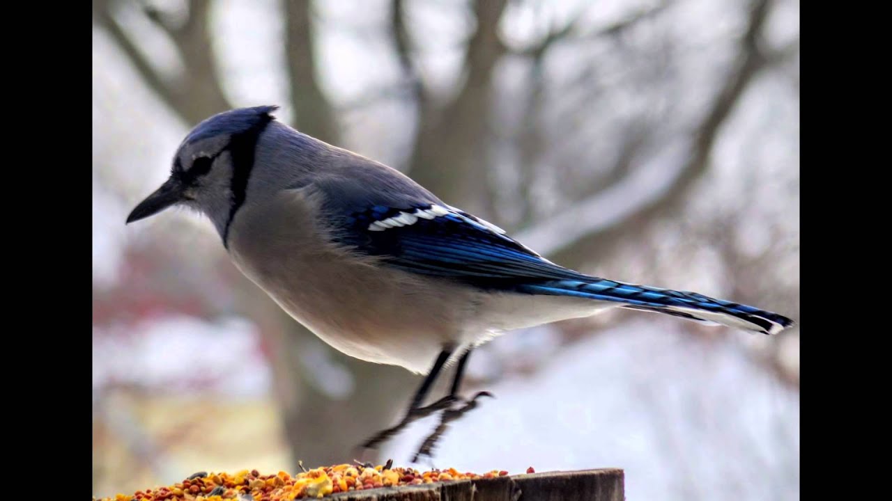 county group Blue Jays