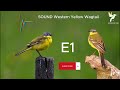 افضل صوت ام رطيز الصفراء صوت ام صفيد الصفراء Western Yellow Wagtail افضل صوت ام رطيز الصفراء صوت ام صفيد الصفراء Western Yellow Wagtail