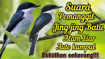 SUARA PIKAT PEMANGGIL JINGJING BATU RIBUT DI ALAM LIAR 💯% NYAUT