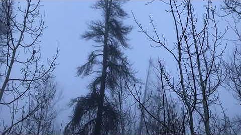 b3JkaW5lbSBtb3J0aXM=