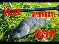 Ищем крупного окуня.  Тестирование спиннинга SL rods Dart