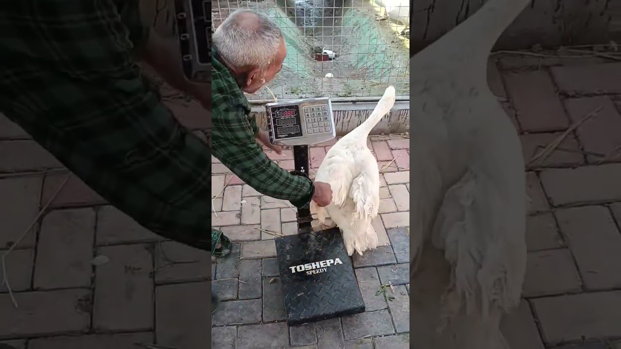 عملت مقارنه بين الوز لازم كل مربي يعرفها مزرعه الرضا  لسلالات الاوز  النادرة