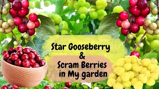Amazing Star Gooseberry fruit & Scram Berry Fruit in my Garden #stargooseberry #scramberrry #Lubika by Retriever Glitz 154 views 10 months ago 4 minutes, 30 seconds