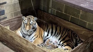 Three Amur Tiger Cubs Born At The Saint Louis Zoo
