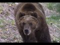 Brown Bear Attacks Sleeping Tent Campers