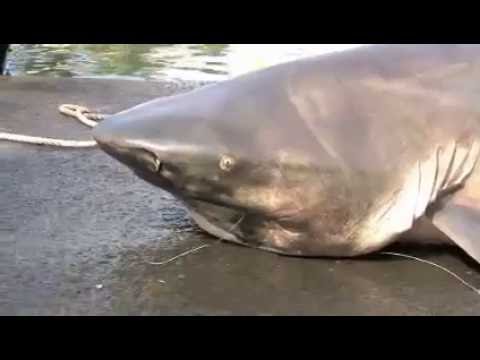 Attaques De Requin Fanny Requin Bouledogue Femelle De 3m10 A Ete Capturee Youtube Attaques De Requin Fanny Requin Bouledogue Femelle De 3m10 A Ete Capturee Youtube