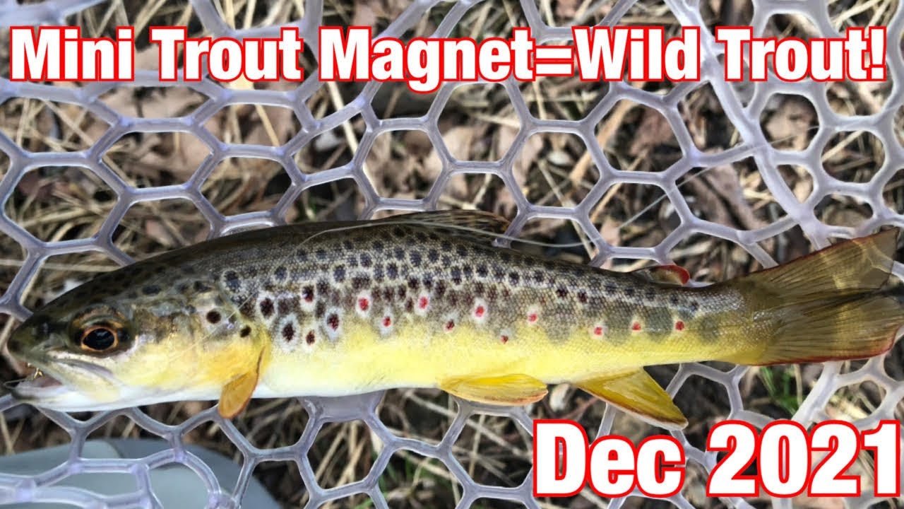 Fishing MINI Trout Magnets For Wild Brown Trout! (December 2021