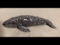 Creations in Clay Gray Whale Painting - Clay tutorial for beginners