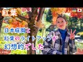 日本の紅葉が美しすぎました!!