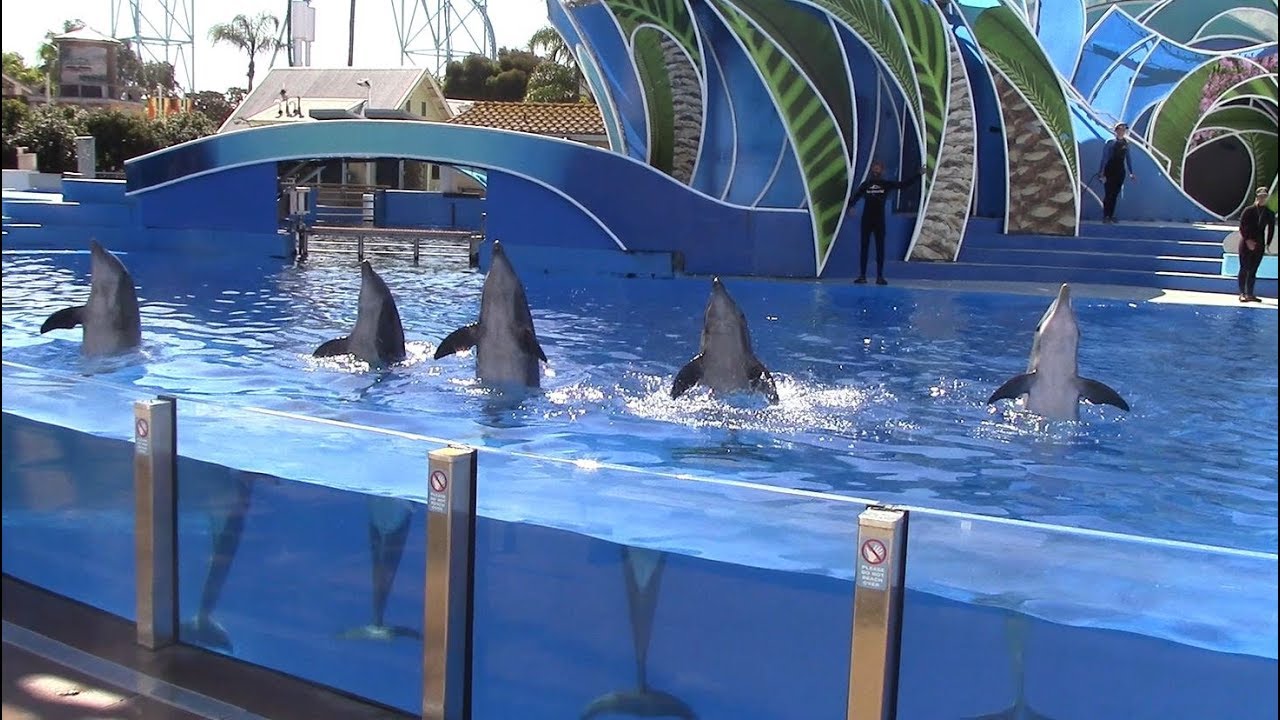 Dolphin Care and Behavior Inside Look at SeaWorld San Diego 9/16/18