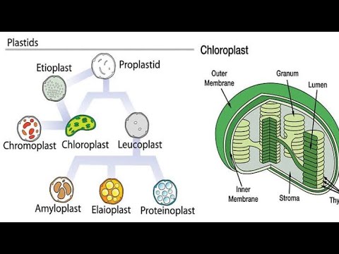 فيديو: ما هي amyloplasts المستخدمة؟