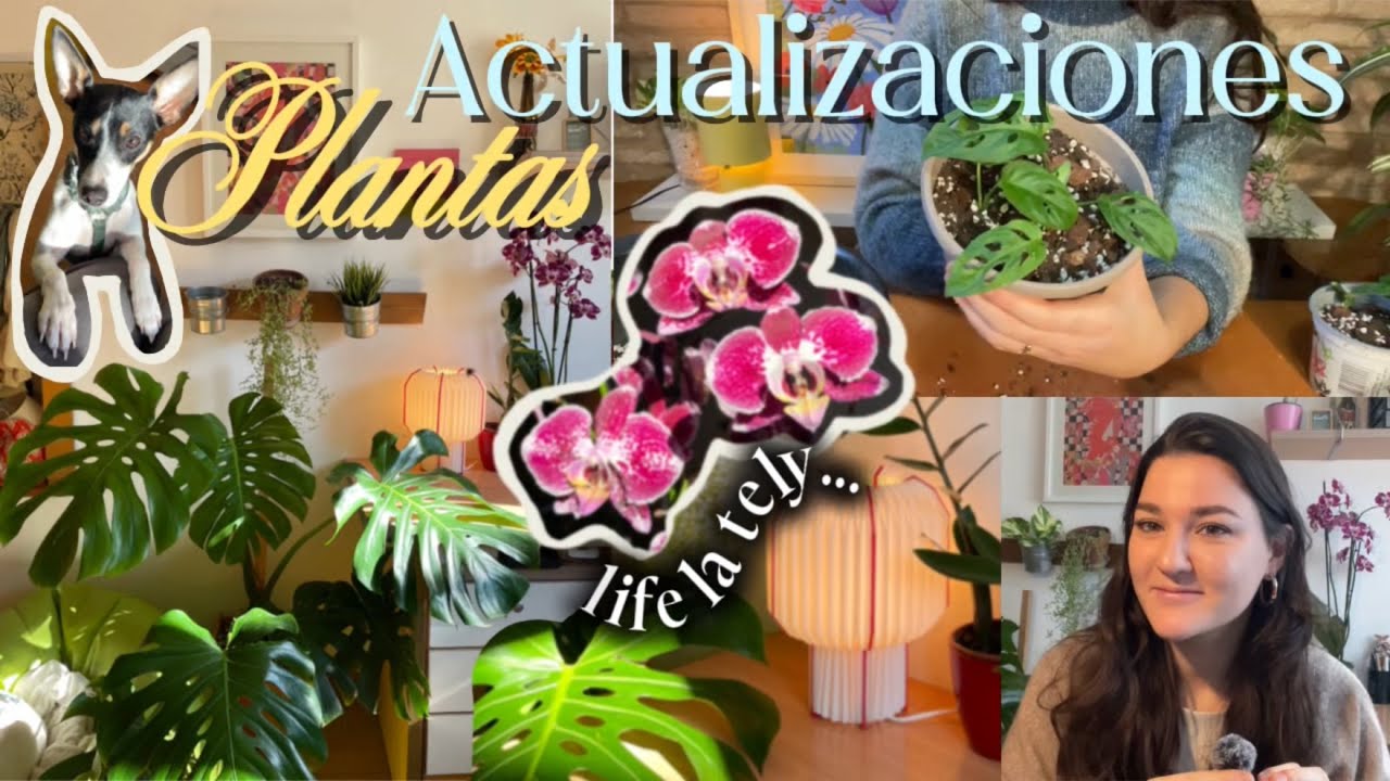 Actualización de mi VIDA y mis PLANTAS 🪴 