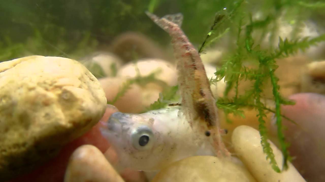 Red Cherry Shrimp eating a dead fish YouTube