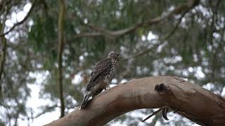 Squirrel vs Juvenile Cooper's Hawk (not graphic)