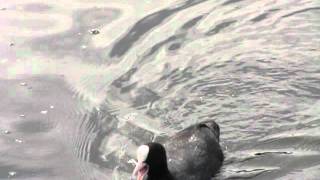 MVI_4944.AVI
