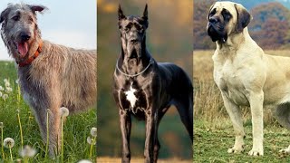 Самые большие собаки в мире - Три просто ГИГАНТСКИХ ПОРОДЫ