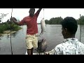 Guyana pomeroon fishing action