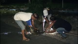 GEGER ULAR ‼️ DI BEJI DESA SIMBATAN NGUNTORONADI MAGETAN.