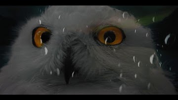 Woodsong (Official Mauvepictures Video)