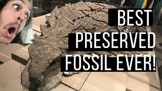 Borealopelta: The BEST FOSSILIZED DINOSAUR in the WORLD