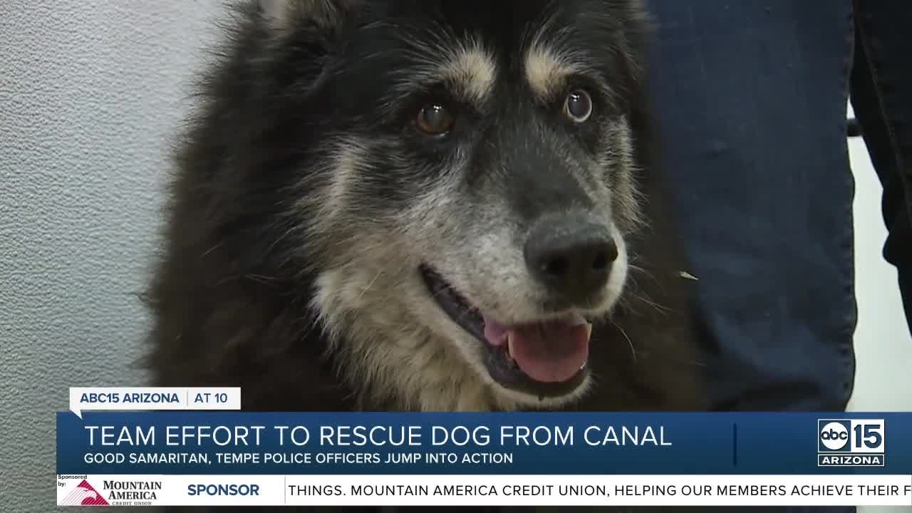 Dog rescued by good Samaritan, police from Tempe canal - YouTube