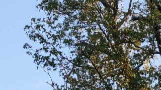 Hawk going by by Mike Stirewalt 37 views 2 years ago 45 seconds