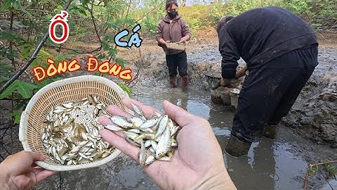 Tát Vét Hố Sót Lại Sau Lụt Được Toàn Cá Đòng Đong  / HIỆP CUỘI TV