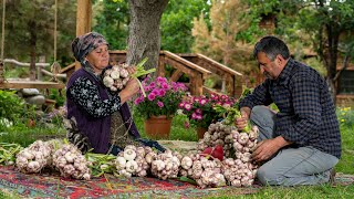 Harvesting and Pickling Garlic for Year Round Flavors