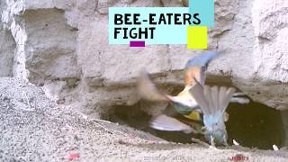 Bee-eaters fight