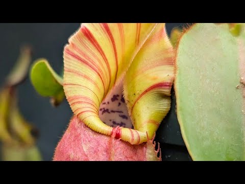 Nepenthes : June 2026 bacps special 