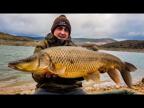 Así se pescó (y liberó) este barbo de casi 11 kilos junto a una vieja pared sumergida de Badajoz