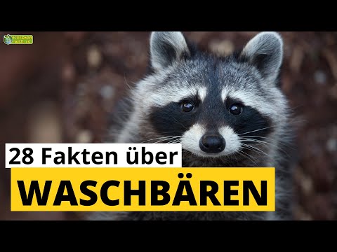 Video: Wo überwintern Waschbären?