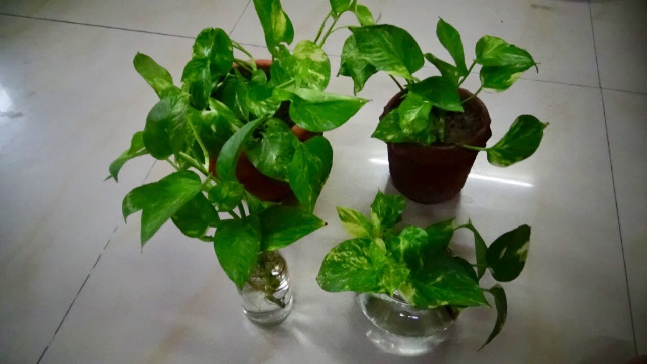 How to grow money plant easily at home /money plant care/grow money